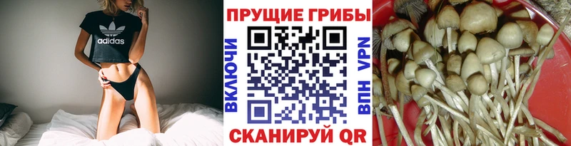 Галлюциногенные грибы Psilocybe  Шахты 